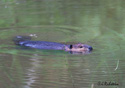 Castor canadensis